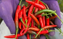 Giá ớt cao kỷ lục, tăng hơn 10 lần so với năm ngoái