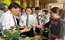 Đưa Quảng Nam thành trung tâm công nghiệp dược liệu cả nước, lấy sâm Ngọc Linh là cây chủ lực