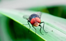 Mỹ tạm ngừng nhập khẩu gia súc sống của Mexico vì sợ giòi ăn thịt