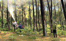 Sâu róm xuất hiện đe dọa gây hại hàng trăm ha rừng thông