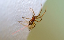 Nhện chỉnh sửa gene bắn ra tơ đỏ