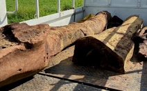 Gốc gỗ sưa khủng vừa được phát hiện dưới suối sẽ được xử lý ra sao?