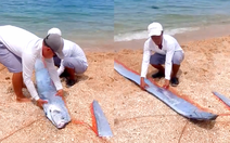 Mai táng cho cá mái chèo mắc cạn ở biển Vĩnh Hy