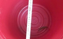 Ngã vào xô đựng 15cm nước, bé gái đuối nước nguy kịch