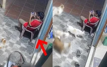 Bé trai mải mê chơi game, không biết rắn bò dưới chân