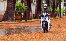 Lãng mạn mùa sao đen rụng ở thành phố cây xanh số 1 Việt Nam