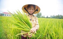 Hàng ngàn héc ta lúa ở Nghệ An lép hạt: 10 giống lúa ngoài cơ cấu