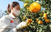 Nông dân Hàn Quốc ‘than trời’ vì thiếu lao động nước ngoài