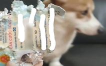 Chú chó xứng đáng nhận 10 'phiếu bé ngơ'