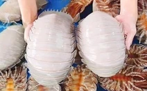 Ăn bọ biển giá 1,8 triệu đồng/kg rồi lên mạng tố quán 'chặt chém', đúng hay sai?