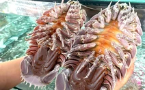 Vụ ăn bọ biển giá 1,8 triệu đồng/kg rồi tố 'chặt chém': Người đăng đã xóa bài và... biến mất