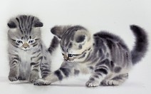 Ngắm những chú mèo hoang vẽ bằng màu nước giống như thật của họa sĩ Thái Lan