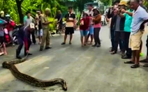 Vây bắt trăn to và nặng 45kg lẩn trốn trong bụi rậm ở Rạch Giá