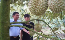 12.000ha sầu riêng ở Tiền Giang được cấp mã số vùng trồng xuất khẩu