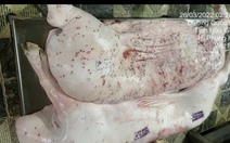 Thực hư việc Công ty cổ phần C.P. Việt Nam bán heo, gà mắc bệnh: Sóc Trăng lập đoàn kiểm tra