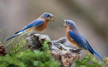 Loài chim gây kinh ngạc vì biết giúp nhau 'có đi có lại' như người