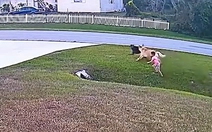 Chú chó xả thân cứu cậu chủ bị chó dữ tấn công