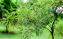 Lá đinh lăng được coi là 'sâm của người nghèo', vì sao?