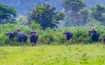Người dân hỗ trợ gia đình nhân viên bảo vệ rừng Cát Tiên bị bò tót húc tử vong