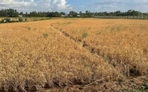 Vụ lúa chết gần cao tốc Cần Thơ - Cà Mau: Rửa mặn diện tích lúa bị thiệt hại