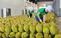 Sầu riêng xuất khẩu sang Trung Quốc giảm sâu, Bộ trưởng Đỗ Đức Duy chỉ đạo loạt giải pháp