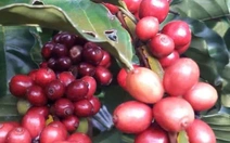 Giá cà phê đồng loạt tăng trong nước và thế giới
