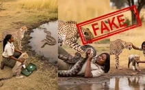 Video báo săn cứu người khỏi bị rắn tấn công là giả