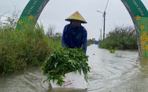 Làng rau ở Đà Nẵng ngập sâu, nông dân xót xa vớt vát từng cọng rau