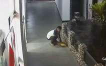 Cá Koi 'chấn thương sọ não' với màn giải cứu của chàng trai