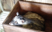 Vắc xin cho chồn… gửi tạm ở phường