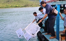 Thả hơn 400.000 cá, tôm giống tái tạo nguồn lợi thủy sản vịnh Nha Trang
