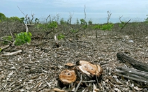 Vụ chặt phá hơn 2,5ha rừng phòng hộ ven biển: Làm rõ thông tin 'xã cũ cho phép'