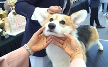 Ngắm chó cảnh, 'hoa hậu' mèo trong cuộc thi thú cưng đầu tiên tại miền Trung