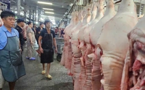 Giá heo liên tục giảm do ảnh hưởng dịch bệnh?