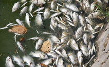 Nắng nóng quá mức cá chết trắng mặt hồ Nam Lý?