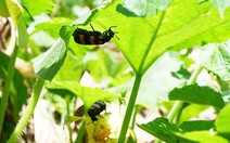 Một người tử vong sau khi ăn côn trùng