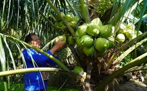 Mưa nhiều, giá dừa uống nước giảm hơn một nửa