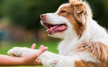 Nuôi thú cưng, cô gái bị nhiễm cùng lúc 2 loại ký sinh trùng