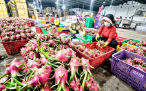 Thanh long, hồ tiêu xuất khẩu kêu cứu, Thủ tướng chỉ đạo giải quyết ngay