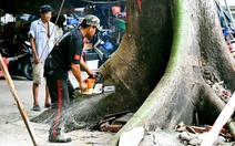 Đốn hạ cây gòn cổ thụ nghiêng sau cơn mưa dông trong cư xá Thanh Đa