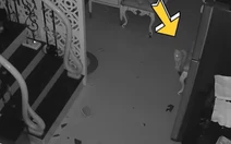 Cả nhà hú hồn chim én vì chú mèo 'báo thủ'