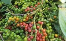 Giá hồ tiêu nội địa tăng nhẹ, giá thế giới bất ngờ giảm