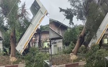 Màn hạ cây cổ thụ bằng xe ben đi vào lòng đất