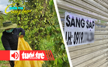Điểm tin 8h: Giá hồ tiêu tăng; TP.HCM tìm cách ‘giải cứu’ chợ truyền thống