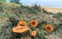 Chủ tịch tỉnh Hà Tĩnh chỉ đạo 'nóng' sau vụ người dân chặt cây phi lao trong rừng phòng hộ