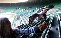 Wimbledon gặp khủng hoảng bất ngờ vì... một chú chim