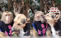 Chú chó cay cú khi khỉ cho ăn 'miếng thịt bịt cái mồm'