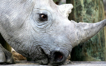 Tiêm chất phóng xạ vào sừng tê giác chống săn trộm