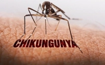 TP.HCM chưa phát hiện ca bệnh Chikungunya, tích cực giám sát và dự phòng