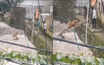Hồi hộp cảnh giải cứu chú chó thoát dòng nước lũ